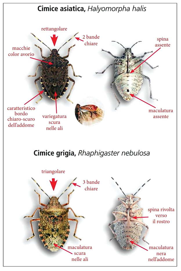 eliminare cimici verdi casa